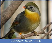 Cliquez sur l'image pour la voir en taille relle

Nom : 1024px-Leiothrix_lutea_(Avifauna,_NL).jpg
Affichages : 83
Taille : 57,0 Ko
ID : 112273