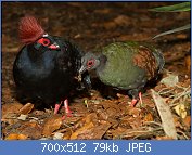 Cliquez sur l'image pour la voir en taille relle

Nom : 1280px-Crested_Wood_Partridge_(Rollulus_rouloul),_male_and_female.jpg
Affichages : 101
Taille : 79,1 Ko
ID : 107807