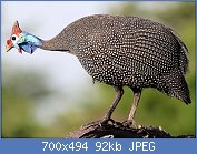 Cliquez sur l'image pour la voir en taille relle

Nom : Helmeted_Guineafowl,_Numida_meleagris_at_Elephant_Sands_Lodge,_Botswana_(31892609040).jpg
Affichages : 99
Taille : 92,5 Ko
ID : 116904