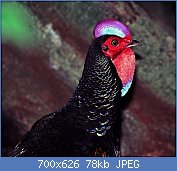 Cliquez sur l'image pour la voir en taille relle

Nom : Green_Junglefowl_(Gallus_varius)_(7936878570).jpg
Affichages : 262
Taille : 78,4 Ko
ID : 123633