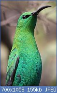 Cliquez sur l'image pour la voir en taille relle

Nom : Malachite_Sunbird,_Nectarinia_famosa,_at_Kloofendal_Nature_Reserve,_Johannesburg,_South_Africa._.jpg
Affichages : 55
Taille : 155,2 Ko
ID : 116980