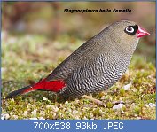 Cliquez sur l'image pour la voir en taille relle

Nom : 1024px-Stagonopleura_bella_female_-_Melaleuca.jpg
Affichages : 94
Taille : 93,5 Ko
ID : 109658