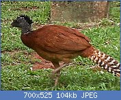 Cliquez sur l'image pour la voir en taille relle

Nom : Crax_rubra_(Great_Curassow)_-_female.jpg
Affichages : 100
Taille : 103,9 Ko
ID : 122066