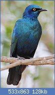 Cliquez sur l'image pour la voir en taille relle

Nom : Lamprotornis_chalybaeus_-Ol_Pejeta_Conservancy,_Kenya-8.jpg
Affichages : 50
Taille : 127,5 Ko
ID : 121213