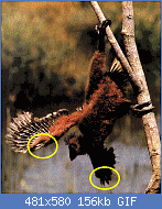 Cliquez sur l'image pour la voir en taille relle

Nom : hoatzin.gif
Affichages : 87
Taille : 156,3 Ko
ID : 118822