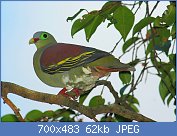 Cliquez sur l'image pour la voir en taille relle

Nom : Thick-billed_Green_Pigeon_(Treron_curvirostra).jpg
Affichages : 100
Taille : 61,8 Ko
ID : 119202