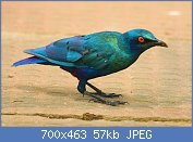 Cliquez sur l'image pour la voir en taille relle

Nom : Lesser_blue-eared_glossy_starling,_Sukuta,_The_Gambia,_crop.jpg
Affichages : 33
Taille : 56,6 Ko
ID : 112931