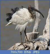 Cliquez sur l'image pour la voir en taille relle

Nom : 1024px-African_Sacred_Ibis,_Threskiornis_aethiopicus,_at_Pilanesberg_National_Park,_South_Africa.jpg
Affichages : 86
Taille : 87,4 Ko
ID : 118846