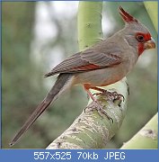 Cliquez sur l'image pour la voir en taille relle

Nom : Cardinal_pyrrhuloxia.jpg
Affichages : 65
Taille : 69,8 Ko
ID : 108988