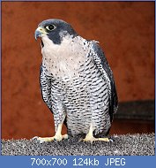 Cliquez sur l'image pour la voir en taille relle

Nom : 1024px-Accipiter_gentilis_-injured_Goshawk.jpg
Affichages : 75
Taille : 124,1 Ko
ID : 118711