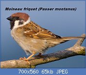 Cliquez sur l'image pour la voir en taille relle

Nom : 1024px-Tree-Sparrow-2009-16-02.jpg
Affichages : 28
Taille : 65,1 Ko
ID : 113320