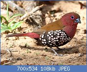 Cliquez sur l'image pour la voir en taille relle

Nom : 1280px-Male_pink-throated_twinspot_2014_10_19_0374.jpg
Affichages : 255
Taille : 107,6 Ko
ID : 122705