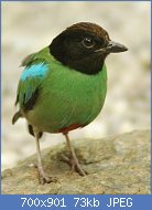 Cliquez sur l'image pour la voir en taille relle

Nom : 800px-Hoodedpitta3.jpg
Affichages : 37
Taille : 73,4 Ko
ID : 118016