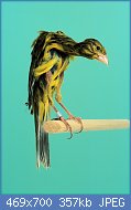 Cliquez sur l'image pour la voir en taille relle

Nom : gibber-italicus-canary.jpg
Affichages : 300
Taille : 357,2 Ko
ID : 120025