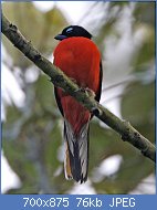 Cliquez sur l'image pour la voir en taille relle

Nom : Scarlet-rumped_Trogon_(Harpactes_duvaucelii)_-_Flickr_-_Lip_Kee.jpg
Affichages : 59
Taille : 76,5 Ko
ID : 120092