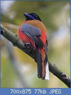 Cliquez sur l'image pour la voir en taille relle

Nom : Scarlet-rumped_Trogon_(Harpactes_duvaucelii)_-_Flickr_-_Lip_Kee_(1).jpg
Affichages : 66
Taille : 77,1 Ko
ID : 120093