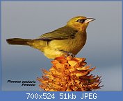 Cliquez sur l'image pour la voir en taille relle

Nom : 1280px-Spectacled_weaver_2011_07_12_04161.jpg
Affichages : 21
Taille : 51,4 Ko
ID : 116992