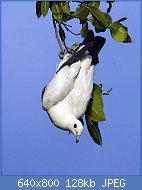 Cliquez sur l'image pour la voir en taille relle

Nom : Pied_Imperial_Pigeon,_Ducula_bicolor_bicolor.jpg
Affichages : 123
Taille : 128,1 Ko
ID : 121957