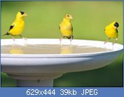 Cliquez sur l'image pour la voir en taille relle

Nom : eau-potable-de-famille-de-goldfinch--bath-d-oiseau-20802389.jpg
Affichages : 56
Taille : 39,1 Ko
ID : 116881