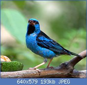 Cliquez sur l'image pour la voir en taille relle

Nom : ob_b9db0c_l-oiseau-bleu.jpg
Affichages : 67
Taille : 192,9 Ko
ID : 112719