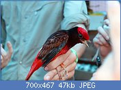 Cliquez sur l'image pour la voir en taille relle

Nom : Guianan_Red_Cotinga_(Phoenicircus_carnifex).jpg
Affichages : 61
Taille : 46,9 Ko
ID : 112722