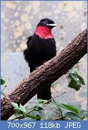 Cliquez sur l'image pour la voir en taille relle

Nom : Purple-throated_fruitcrow.jpg
Affichages : 59
Taille : 117,8 Ko
ID : 112726