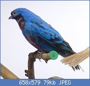 Cliquez sur l'image pour la voir en taille relle

Nom : Cotinga_amabilis_Museum_de_Genve.jpg
Affichages : 57
Taille : 79,1 Ko
ID : 112732