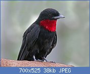 Cliquez sur l'image pour la voir en taille relle

Nom : 1024px-Purple-throated_Fruitcrow_RWD.jpg
Affichages : 50
Taille : 37,8 Ko
ID : 112736