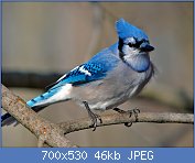 Cliquez sur l'image pour la voir en taille relle

Nom : Cyanocitta_cristata_blue_jay.jpg
Affichages : 53
Taille : 46,3 Ko
ID : 118305