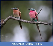 Cliquez sur l'image pour la voir en taille relle

Nom : Merops_nubicoides,_Kasane,_Botswana_1 B.jpg
Affichages : 59
Taille : 40,9 Ko
ID : 112742