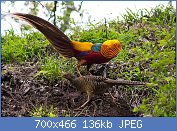 Cliquez sur l'image pour la voir en taille relle

Nom : Golden_Pheasant,_courtship_display,_Tangjiahe_Nature_Reserve,_Sichuan,_China.jpg
Affichages : 93
Taille : 135,5 Ko
ID : 119231