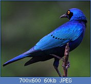 Cliquez sur l'image pour la voir en taille relle

Nom : Lamprotornis_chalybaeus_-Kruger_National_Park,_South_Africa-8.jpg
Affichages : 274
Taille : 59,5 Ko
ID : 123000