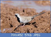 Cliquez sur l'image pour la voir en taille relle

Nom : Namaqua_dove,_Oena_capensis,_at_Mapungubwe_National_Park,_Limpopo,_South_Africa_(18089238635).jpg
Affichages : 55
Taille : 57,5 Ko
ID : 116768