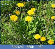 Cliquez sur l'image pour la voir en taille relle

Nom : tarassaco-pianta.jpg
Affichages : 383
Taille : 86,1 Ko
ID : 96154