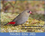 Cliquez sur l'image pour la voir en taille relle

Nom : 1280px-Stagonopleura_bella_female_-_Melaleuca.jpg
Affichages : 84
Taille : 82,4 Ko
ID : 121084