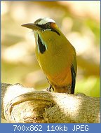 Cliquez sur l'image pour la voir en taille relle

Nom : Turquoise-browed_Motmot.jpg
Affichages : 61
Taille : 109,7 Ko
ID : 120349