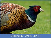 Cliquez sur l'image pour la voir en taille relle

Nom : 1280px-Common_Pheasant_Phasianus_Colchicus.jpg
Affichages : 81
Taille : 75,3 Ko
ID : 118868