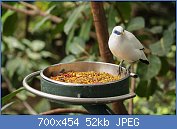 Cliquez sur l'image pour la voir en taille relle

Nom : Bali_Myna_in_San_Diego_Zoo.jpg
Affichages : 71
Taille : 52,4 Ko
ID : 116650