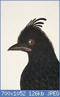 Cliquez sur l'image pour la voir en taille relle

Nom : Drongo-racket-tailed-India-painting-3.jpg
Affichages : 46
Taille : 125,6 Ko
ID : 118649