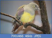 Cliquez sur l'image pour la voir en taille relle

Nom : 1280px-BrucesGreenPigeon1_CincinnatiZoo.jpg
Affichages : 70
Taille : 45,7 Ko
ID : 118859