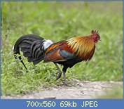 Cliquez sur l'image pour la voir en taille réelle
Nom : Gallus_gallus_male_Kaziranga_0.jpg
Affichages : 558
Taille : 69,4 Ko
ID : 123642