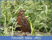 Cliquez sur l'image pour la voir en taille relle

Nom : Coturnix_delegorguei_(Phasianidae)_(Harlequin_Quail)_-_(male_adult),_Kruger_National_Park,_South.jpg
Affichages : 48
Taille : 85,8 Ko
ID : 116710