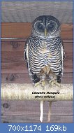 Cliquez sur l'image pour la voir en taille relle

Nom : 800px-Rufous-legged_owl.jpg
Affichages : 279
Taille : 169,1 Ko
ID : 123536