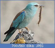 Cliquez sur l'image pour la voir en taille relle

Nom : European_roller.jpg
Affichages : 48
Taille : 68,8 Ko
ID : 112402