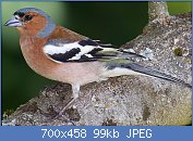 Cliquez sur l'image pour la voir en taille relle

Nom : 1280px-Chaffinch_(Fringilla_coelebs).jpg
Affichages : 286
Taille : 98,6 Ko
ID : 114803