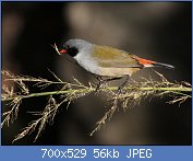 Cliquez sur l'image pour la voir en taille relle

Nom : Swee_waxbill_(Estrilda_melanotis)_-_part_of_series_-_eating_grass_seeds_(5845895049).jpg
Affichages : 55
Taille : 56,2 Ko
ID : 121304