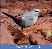 Cliquez sur l'image pour la voir en taille relle

Nom : 1280px-Grey_waxbill_2014_10_19_0452.jpg
Affichages : 66
Taille : 91,0 Ko
ID : 121305