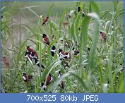 Cliquez sur l'image pour la voir en taille relle

Nom : Tricoloured_Munia_Colony_From_Kole_WetLands_Thrissur_DSC00139.jpg
Affichages : 108
Taille : 80,0 Ko
ID : 119035