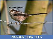 Cliquez sur l'image pour la voir en taille relle

Nom : 1280px-Long-tailed_Tit_Aegithalos_caudatus.jpg
Affichages : 61
Taille : 36,3 Ko
ID : 118882