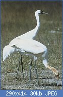 Cliquez sur l'image pour la voir en taille relle

Nom : 290px-Whooping_Cranes_USFWS.jpg
Affichages : 20
Taille : 29,7 Ko
ID : 117959